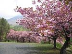 天鏡台の桜（猪苗代町）